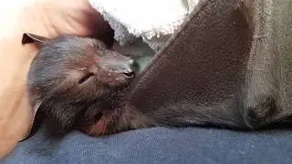 Rehab | Orphan | Lost Mum | Megabat (Flying-fox) (Fruit bat) Baby Black male orphan in care