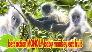 best action MONOLY baby monkey eat fruit|silver leaf monkey #54|wildlife99#54
