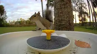 Squirrel 
