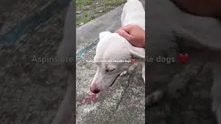 Aspin or asong pinoy #dogs #aspins #adorable