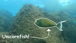 Bluespine Unicornfish at the Gold Coast Seaway!
