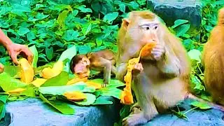Update evening video #26thjuneevening #Kosalteam #Savanateam #Kosolkean #Feedmonkeys 💕😍❤️