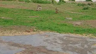 donkey animals tharparkar || natural voice donkey || #tharparkar #donkeyfarm #nature