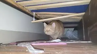Cat Hiding Under Bed Finally Leaves