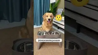 Lift your dog&rsquo;s bowl if they&rsquo;re&hellip;🫣