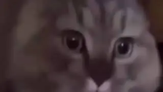 Kucing metal