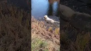 Pike Fishing in Ireland | Canal Fishing in Kildare Gone Wrong #carpfishingireland #dog