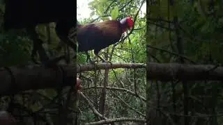 Cuab qaib tuaj zoo16/12/20