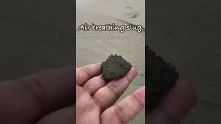 The sea slug 🐌