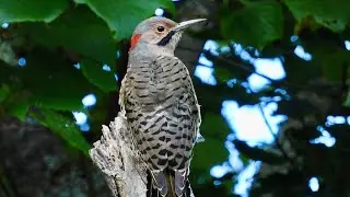 GRASSLAND BIRD SHOWCASE!!                                 [MINI DOCUMENTARY]