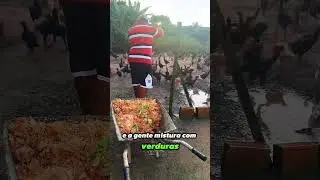 Alimenta&ccedil;&atilde;o dos Galos do Studio Alpha