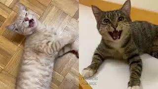Attack of the Killer Queen (Deltarune) but Cats Sung It (Cats Version Cover)
