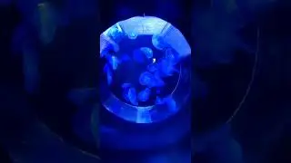 Красавицы медузы beautiful jellyfish