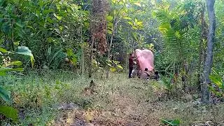 BALON KECIL SUKSES MENGUDARA