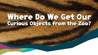 Soft, Stripy and Striking - Curious Object from the Zoo