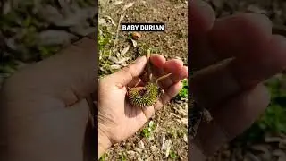 Baby Durian #durian #musangking #viral #tiktok #fyp #farming #shorts #ytshorts #youtubeshorts #wow
