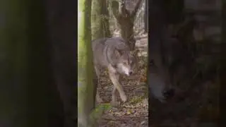 How Wolves Communicate #shorts #youtubeshorts #shortsvideo