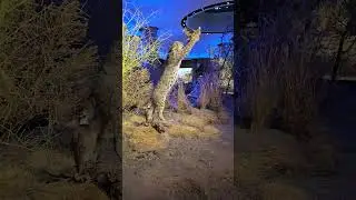 Witte Museum Texas Wild Gallery