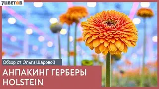 Анпакинг гербер Holstein вместе с Ольгой Шаровой