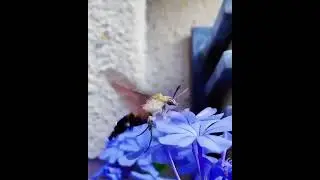 Sphingidae Butterfly