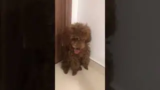 Puppy bị phạt vì đi vệ sinh không đúng chỗ | Linh miu’s Life