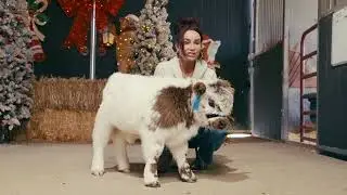 Shepherd POLLED Micro/ Mini Bull-Steer Silver Splendor & Roxy (BUY NOW)