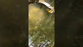 #fish #water #ocean #sea #creek #nature #stcroix #diy #howto #tinyhome #tinyhouse #shippingcontainer
