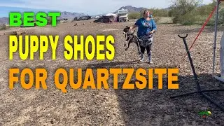 The Best Puppy Shoes for the Summer in Quartzsite