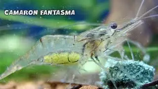 CAMARON FANTASMA Cuidados y Alimentaci&oacute;n | Macrobrachium lanchesteri | AcuariosLP