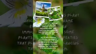 Benefits of Euphrasia rostkoviana plant for health #shorts