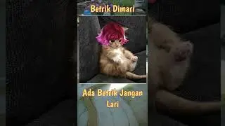 build betrik tersakit se galaksi #short #beatrixml #tutorial