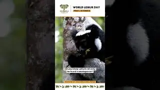 World Lemur Day