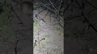 Kangaroo Rats #facts