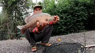 Mancing Kolam Juru Siang Makan Malam Pun Makan Tiang Seri Kembali Rakus Dengan Pemangsa s448