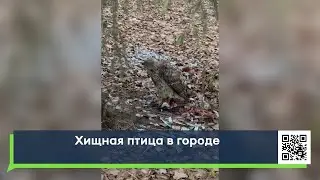 Хищная птица в городе