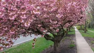 New Jersey on Early spring bloom - 2020