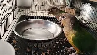 Conure parrots are playing happily and fighting #conurebirds #conurelove vlogs