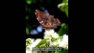 Master of Camouflage: Common Baron (Euthalia Aconthea) | Unbelievable Camouflage of A Caterpillar