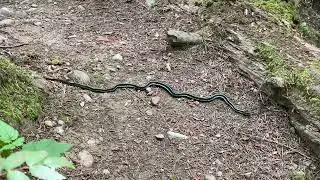 Common garter snake (Yellow Lake Loop Trail, Sammamish, Washington).
