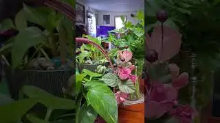 How are you? / Sharing my plants indoor  