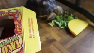 Twins Play Taco Takeover Game With REAL FOOD And A Tortoise