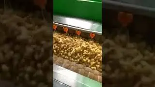 Ginger Washing and Peeling Machine