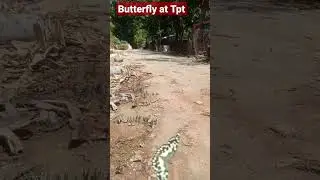 butterfly at Tirupati