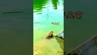 Daily Monkey New Style🙊🤣||Top Monkey Video||Short Monkey|Viral Monkey|Monkey Comedy#monkey#stpvlog
