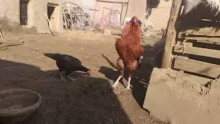 Happy Rooster Playing with Hens 🐓 || Free-Range Farm Chickens | Peaceful Rural Life