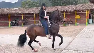 Caballos colombianos🇨🇴 #caballosdepasofino  #parati #colombia #caballofino ##cabalgatas