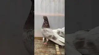 21.01.2026г На Продажу ,+79778694737 Николай!!!