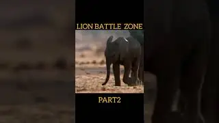 the lion battle zone