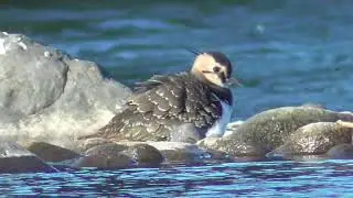 X0066　Oita River　Strong Wind　One Call　Northern Lapwing