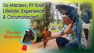 Do Macaws Parrots Make Good Pets? All About #Macaws #Parrot_Bliss